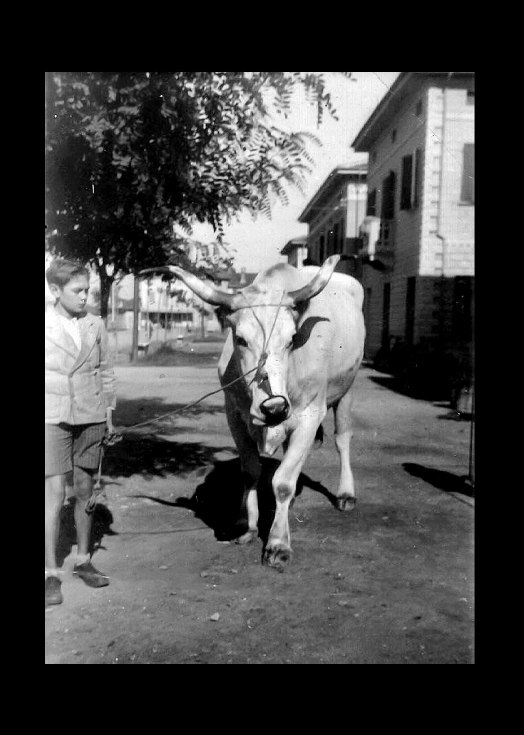 Luciano Govoni e mucca.