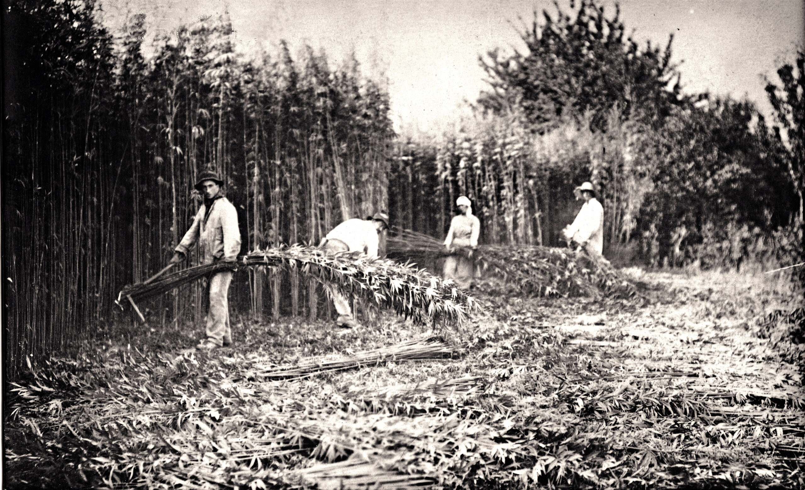 Lavorazione della canapa